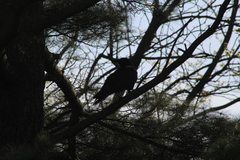 Corvus corax principalis