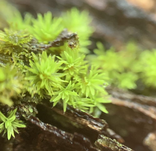 Macromitrium piliferum