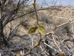 Lycium pallidum oligospermum