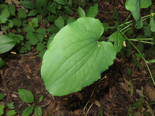 Image of Smilax ecirrhata by (c) Eric Schmidt, some rights reserved (CC BY)
