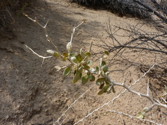 Lycium pallidum oligospermum