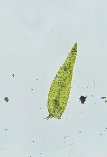 Image of Rhynchostegiella teneriffae by (c) Helen Waterman, some rights reserved (CC BY)