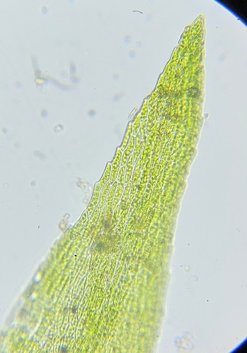 Image of Rhynchostegiella teneriffae by (c) Helen Waterman, some rights reserved (CC BY)