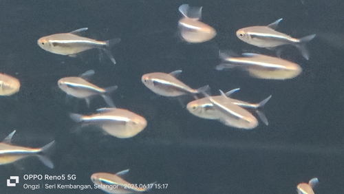 Black Neon Tetra
