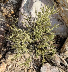 Mortonia utahensis