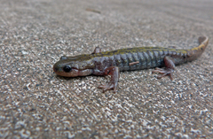 Ambystoma macrodactylum macrodactylum