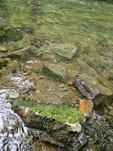 Image of Streamside Leptodictyum Moss (Leptodictyum riparium) by (c) Helen Waterman, some rights reserved (CC BY)