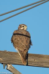 Prairie Falcon photo 2