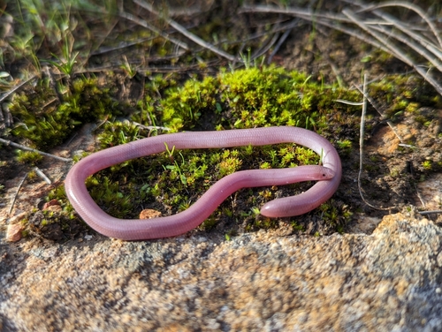 Photo of a Southern Blind Snake (australis) (Anilios australis)