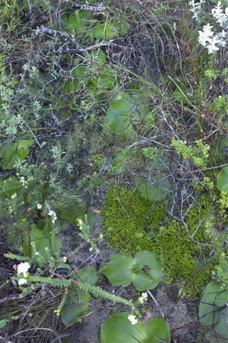 Image of Satyrium princeps by (c) Karen Eichholz, some rights reserved (CC BY)