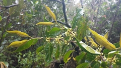 Peponidium