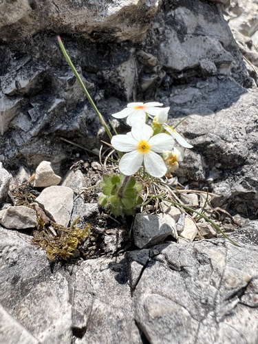 Androsace chamaejasme, photograph 3