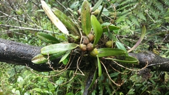 Bulbophyllum multiflorum