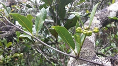 Gynochthodes umbellata