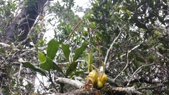 Ploiarium