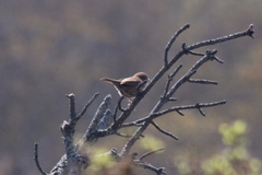 Troglodytes aedon aedon