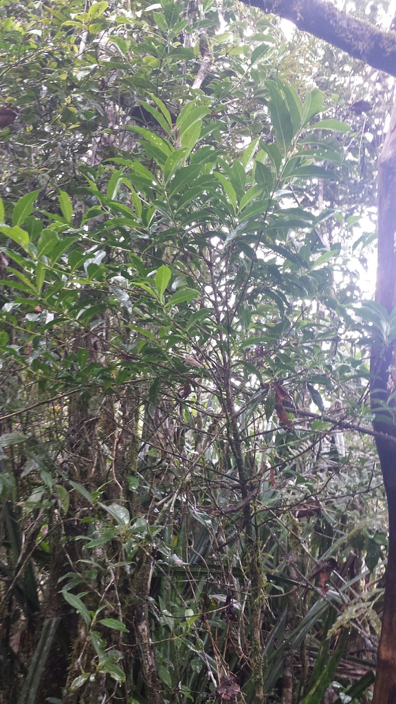 Tricalysia analamazaotrensis