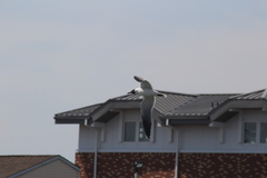 Leucophaeus atricilla megalopterus