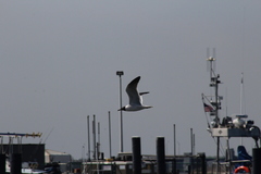 Leucophaeus atricilla megalopterus