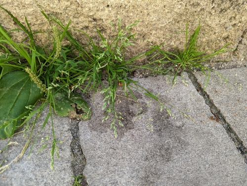 lipnica ročná (Poa annua)