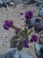 Phacelia calthifolia
