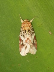 Spodoptera picta