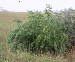 Salix babylonica tortuosa