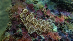 Botryllus
