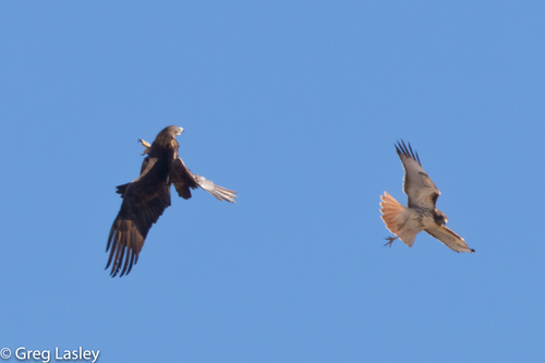 Golden Eagle photographed in Oklahoma