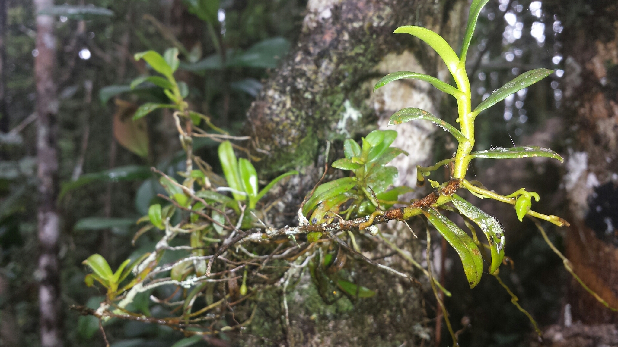 Angraecum triangulifolium