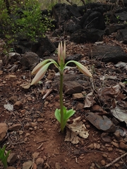 (c) Meehir Pawar, some rights reserved (CC BY-SA) Crinum latifolium, photograph (c) Meehir Pawar, some rights reserved (CC BY-SA)