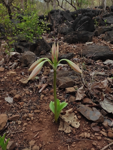 Crinum latifolium, photograph 5