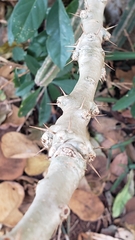 Pachypodium saundersii image