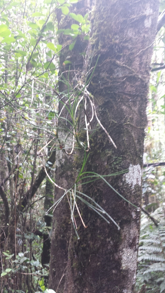 Angraecum linearifolium