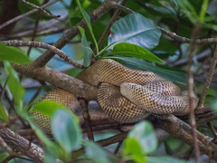 Corallus ruschenbergerii