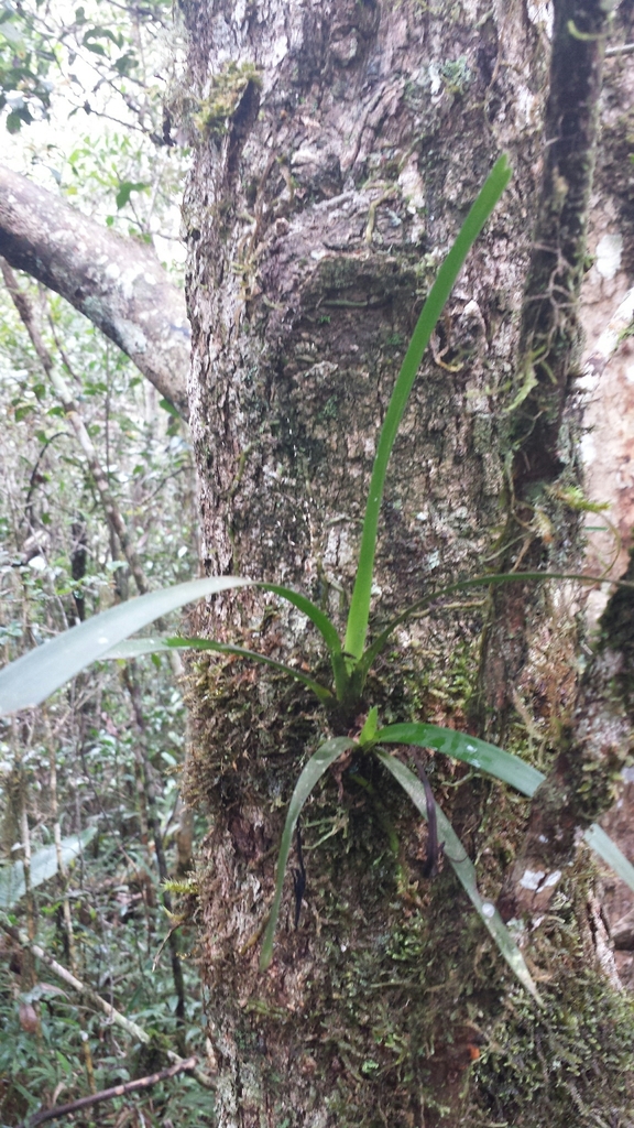 Jumellea stenophylla