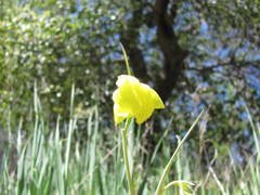 Calochortus pulchellus