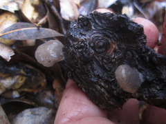 Hohenbuehelia grisea