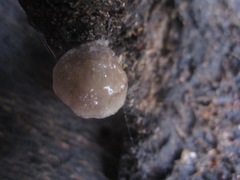 Hohenbuehelia grisea