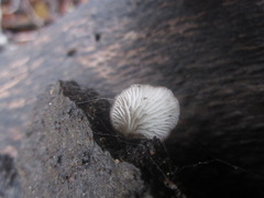 Hohenbuehelia grisea