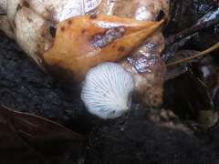 Hohenbuehelia grisea