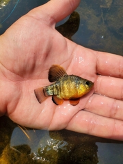Sheepshead Minnow photo 3