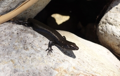 Oligosoma smithi