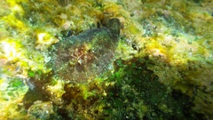 Dolabrifera dolabrifera