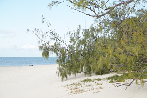 Casuarina equisetifolia iNat (1)