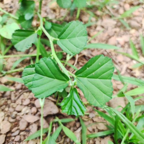 Sida alnifolia observed 2023-06-15