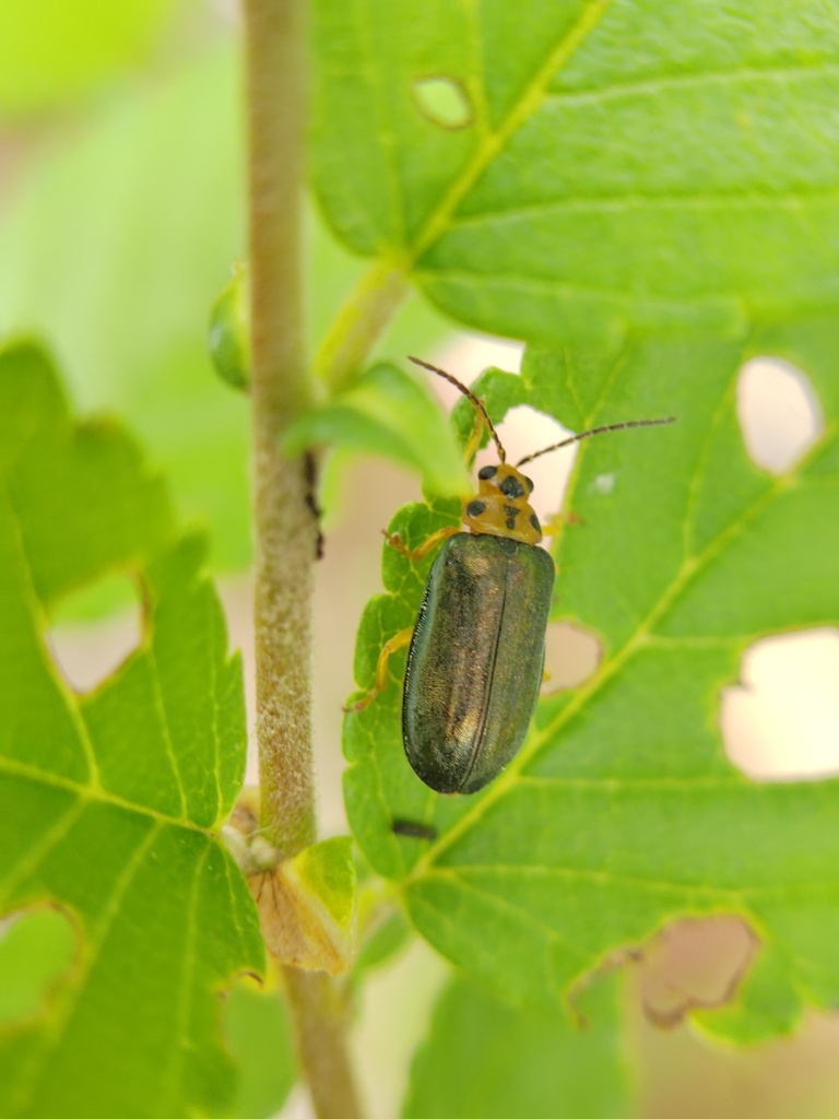 Xanthogaleruca aenescens