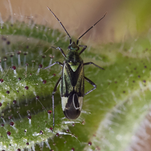 iNaturalist observation photo of Macrotylus intermedius