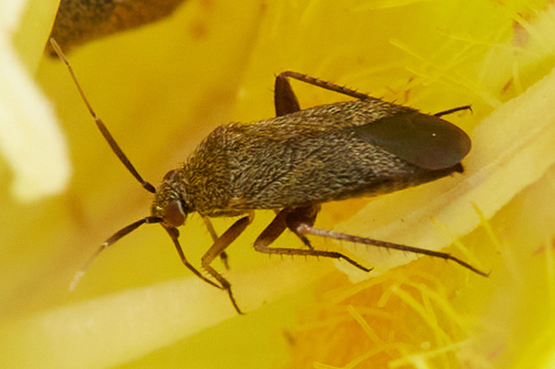 iNaturalist observation photo of Phylinae