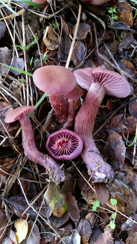 Western Amethyst Laccaria